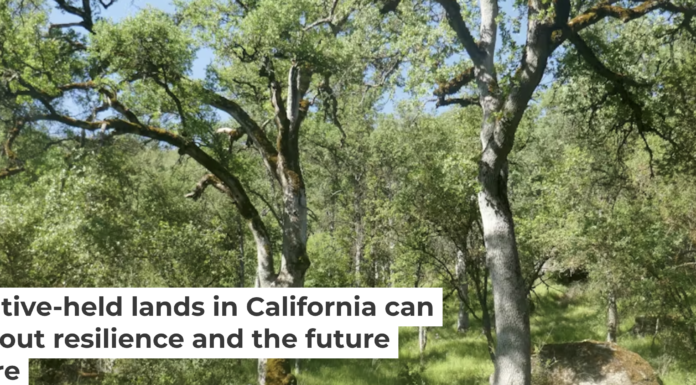 Blue oak woodlands in California offer beauty and opportunities to sustain traditional knowledge and ecological resilience. Nina Fontana, CC BY-NC-ND